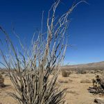 Coyote Mountains Wilderness