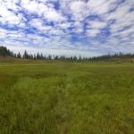 Douglas Knob Meadow