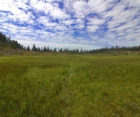 Douglas Knob Meadow