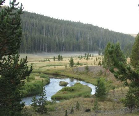 Moose Creek Meadow