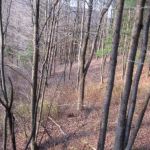 Mt View Acres