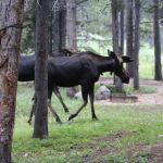 East Fork Campground