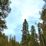 Pole Creek X-Country Site