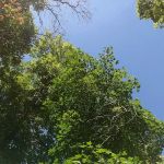 Whiting Campground