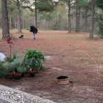 Shady Pines RV Park