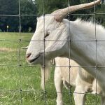 Two Horse Wagon RV Park