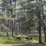 Jones Farm RV Park