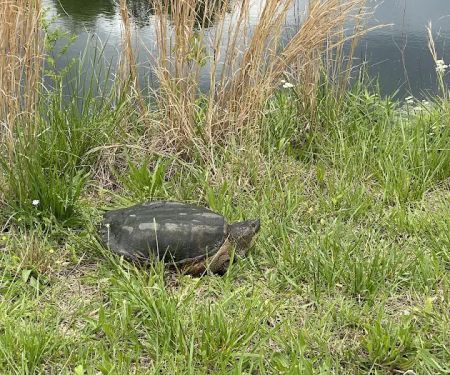 Turtle Pond RV