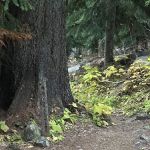 Fireweed Campground