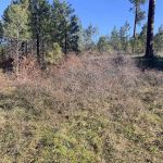 Fairview Campground