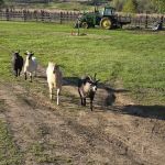 Echo River Farms