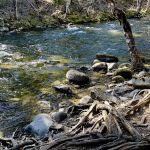 Trout Lake Creek Campground