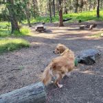 Ochoco Divide Campground