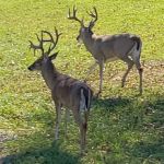 Midway RV Park