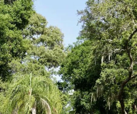 Serenity Oaks