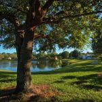 Bear Creek Village