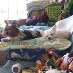 Tall Pines RV Park