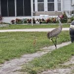 Peace Creek RV Park