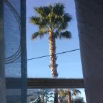 Palm Grove Village