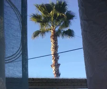 Palm Grove Village