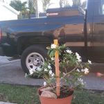 Silver Palm Place