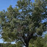 Hackberry Acres RV Park