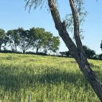 LZK campsites