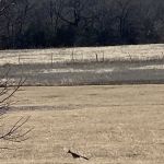 Split Tail Ranch