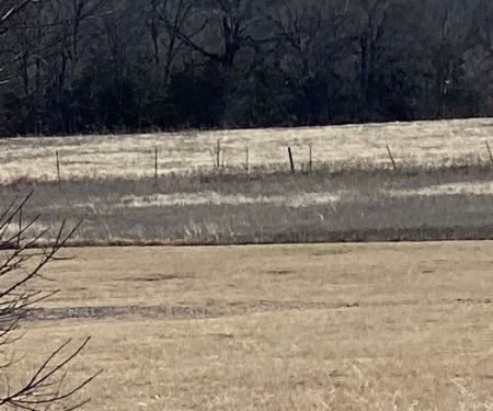 Split Tail Ranch
