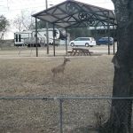 Cove RV Park