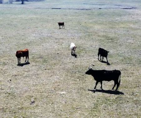 Longhorn Co