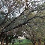CC RV Park