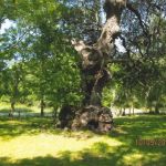 York Creek RV Park