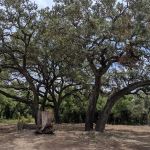 6 Oaks Tiny Home (and RV Park)