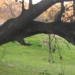 Martin Home RV Park