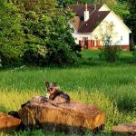 Cowpatty Campground And RV Park Fayetteville Arkansas