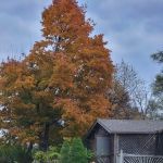 Plaza Acres Court