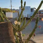 Mountain View Mobile Home Ranch