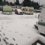 Fir Grove