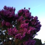 Fox Run RV Park
