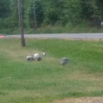 Mayfield RV Park