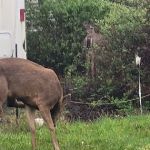 Safari Association of Ilwaco