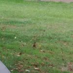 Wapiti RV Park