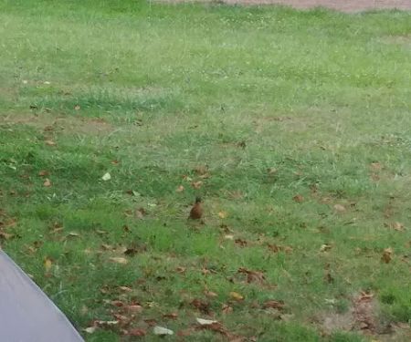 Wapiti RV Park