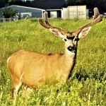Mystic Woods Mobile & RV Park