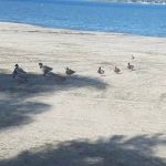 Playland Park
