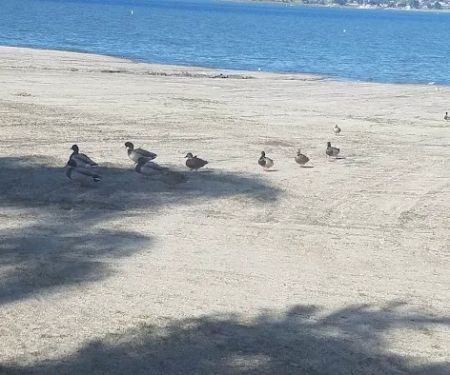 Playland Park