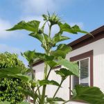 Bonita Paradise Mobile Home Pk