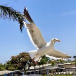 Ocean-Aire Mobile Home Estates