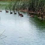 Lodi Lake